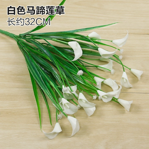 Зеленое растение Стенка Стены Растение настенные лужайки