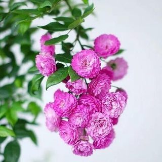 Four seasons miniature vine rose garden flower wall flower seedling potted rose rose pink purple