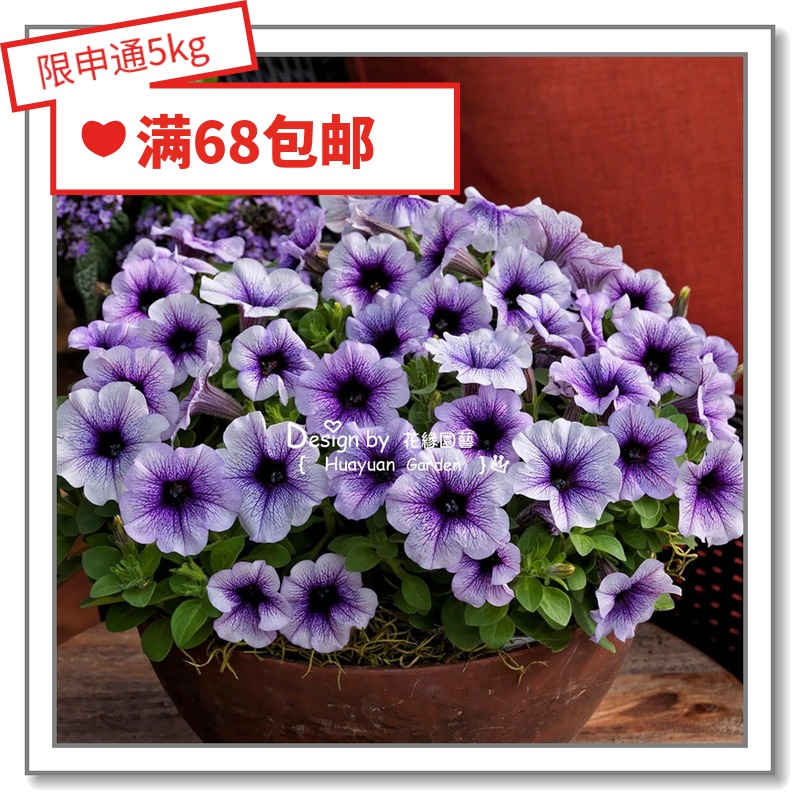 Flower edge pickles Imported flower seeds * Japan SAKATA * Rich flower Petunia * Rainforest series 10 pills
