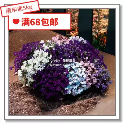 Flower edge Pickles imported flower seeds * Pan American * Lobelia sixfold * Vieira 10 pellets