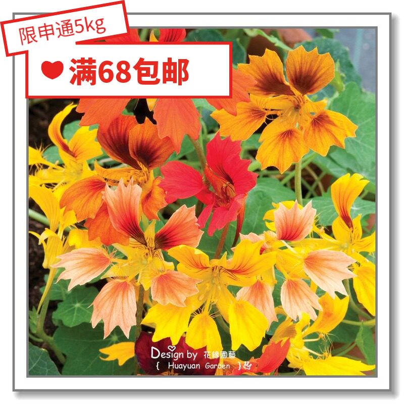 Flower Edge Pickles Imported Flower Seeds * UK TM* DRY GOLDEN LOTUS * FIRE BIRDS RUMBA DANCE BANANA 5 GRAIN
