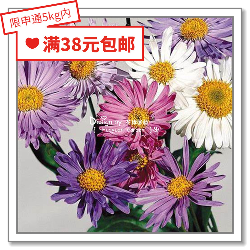Flowers Breeding Pink Imported Flower Seeds* Alpine Purple Jun* Mixing 10 grains