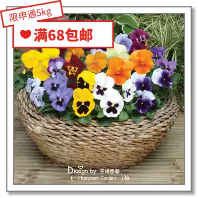 Flower edge Pickles imported flower seeds * Pan American * Pansy * bingo Series 10