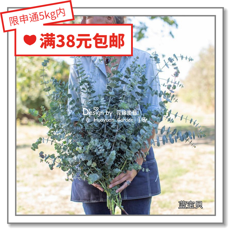 Huayuan pickles imported vanilla seeds eucalyptus * blue baby silver water drops silver dollars dewdrops bubble gum 5 capsules