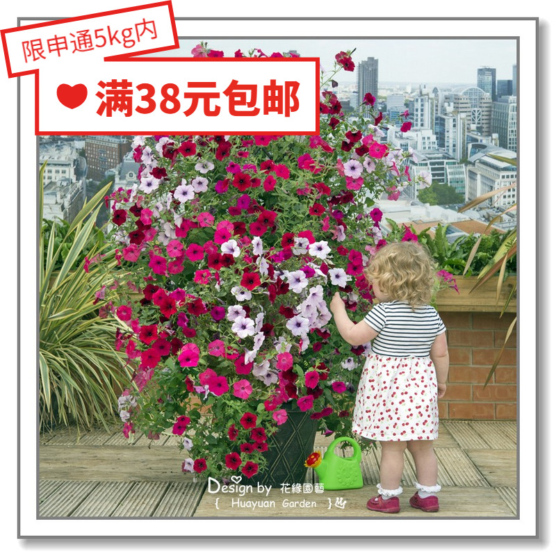 Flower edge pickles imported flower seeds*Pan American*Hanging petunia*Tide wave series 5 pills