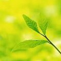信利越电子 1000单付款 IC零售批发