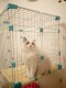 American ragdoll kitten live blue seal lynx two-color male and female kitten live pet purebred e