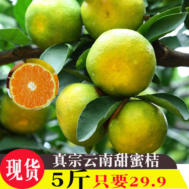 云南柑橘品种,柑橘花,柑橘(第2页)_大山谷图库