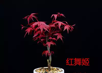 红舞姬嫁接日本红枫盆栽盆景黄金枫小品盆景桩羽毛枫四季红庭