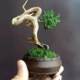 Beautiful cypress bonsai in Lianyu Flower House