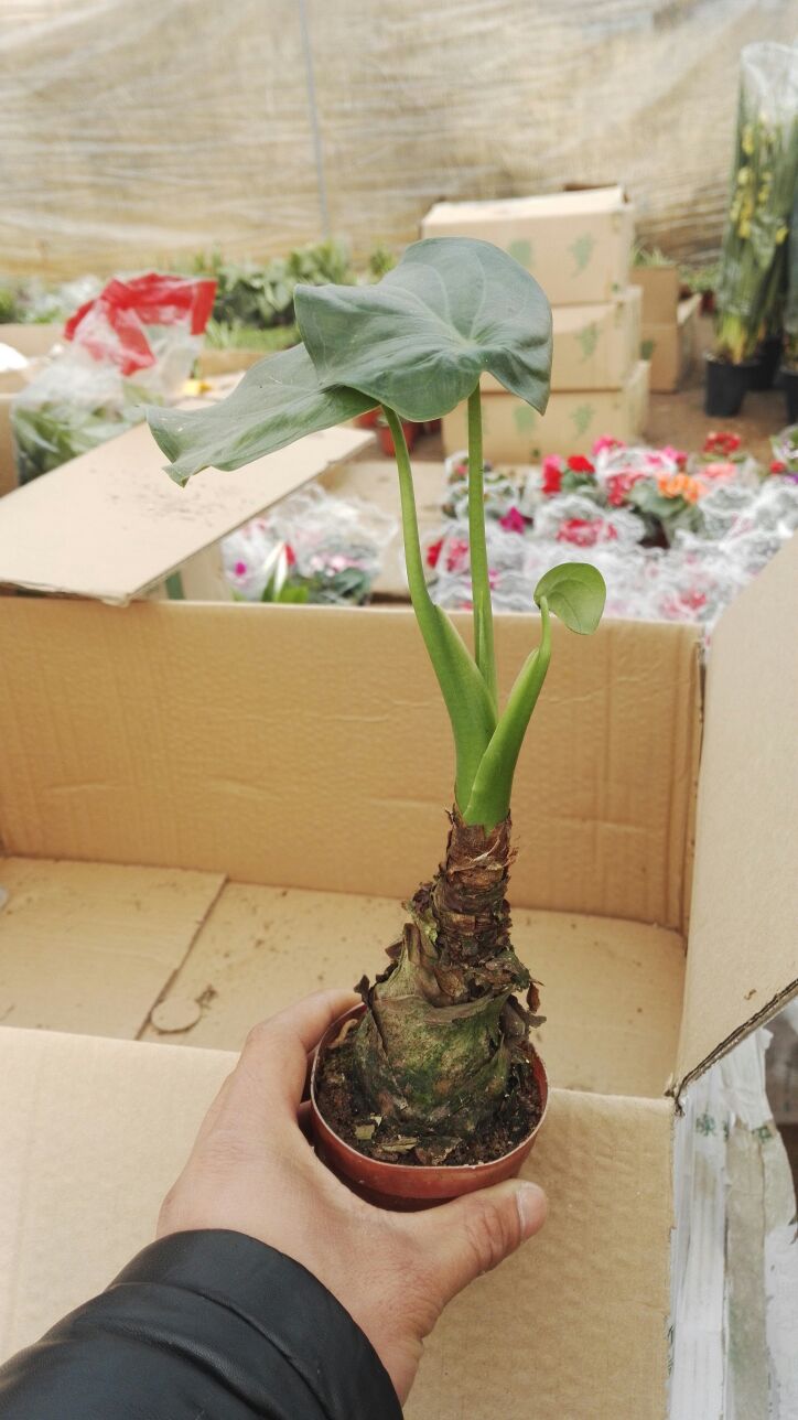 水培滴水观音 千手观音无土栽培 室内观叶盆栽花卉 水生盆景植物