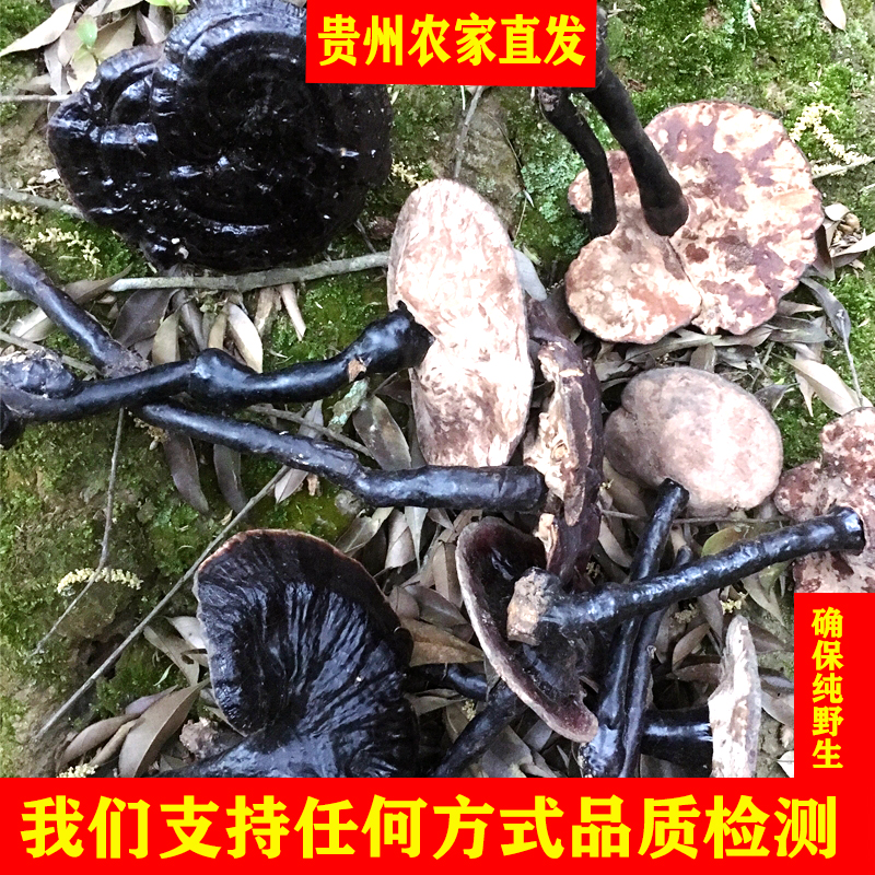 Guizhou wild Ganoderma lucidum Black Ganoderma lucidum whole branches dry goods Nyingchi authentic purple Ganoderma lucidum a catty 500g origin hair premium grade