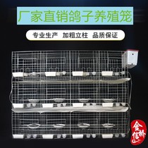Large pigeon cage breeding cage supplies bold 12 pigeon cage 16 paired cage meat pigeon breeding cage