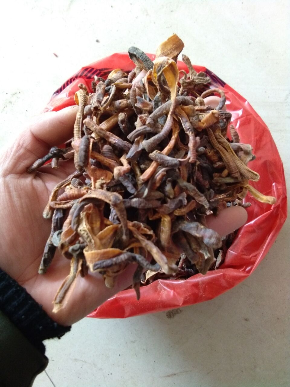 Earthworm 500 grams di long gan earthworm Lumbricus earthworm Lumbricus entire fleet of Dilong earthworm Lumbricus