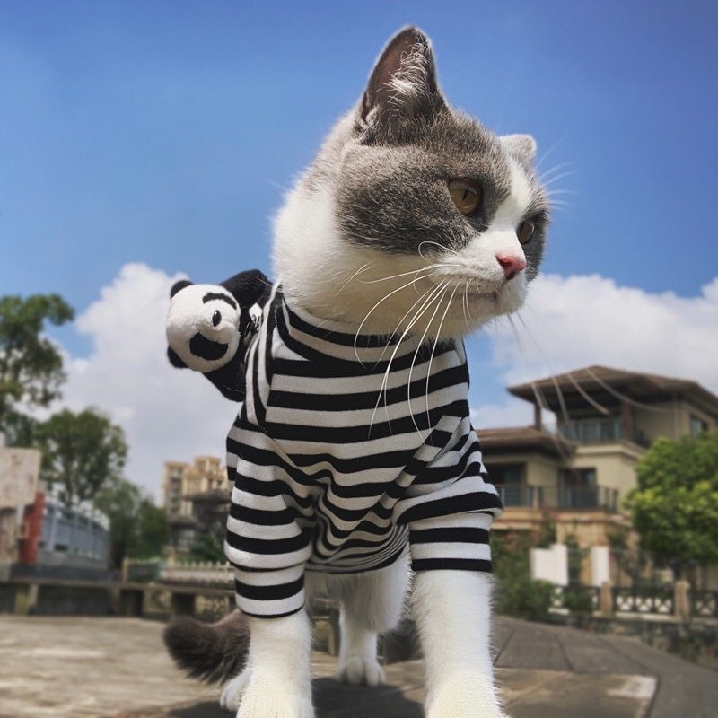 Pet Tide Cat Pure Cotton Clothes Avoid Hairy Snow Teddy Dog Large Dog Fall and Winter Blade