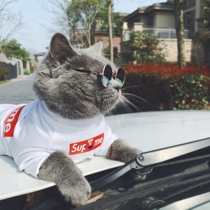 Pet cat dog clothing tide brand can customize parent - child clothing Spring - summer thin short - sleeve T - shirt