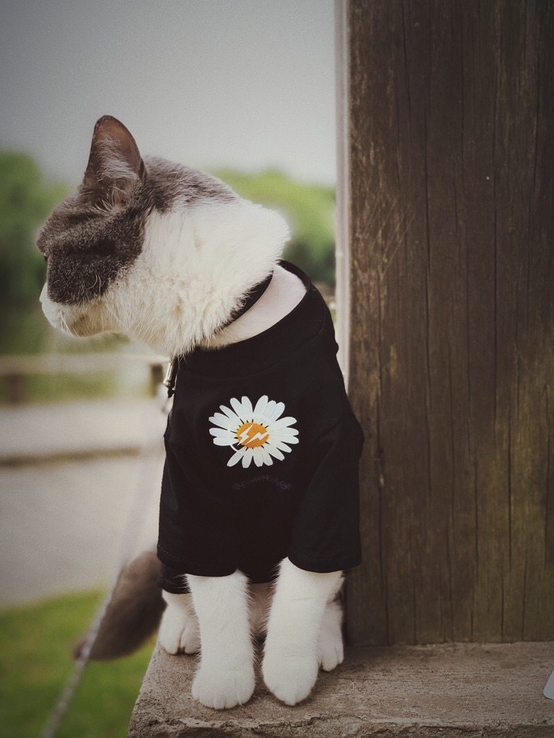 Pet cat dog parent - child daisies summer thin short - sleeveless vest pure cotton