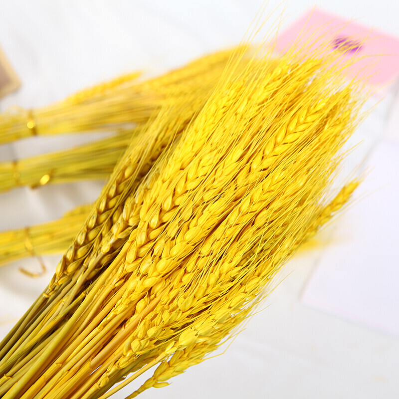 Natural golden barley ears dried flower bouquet opening barley living room pastoral style decoration decoration flower arrangement shooting props