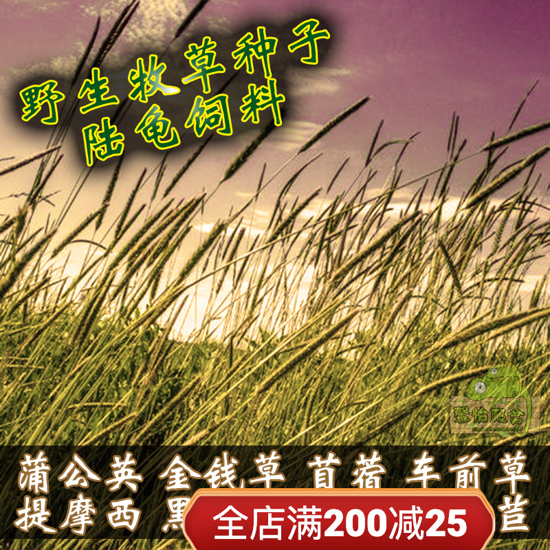 Natural wild herd seeds Tortoise feed money grass alfalfa dandelion car before grass wheat grass Timothy