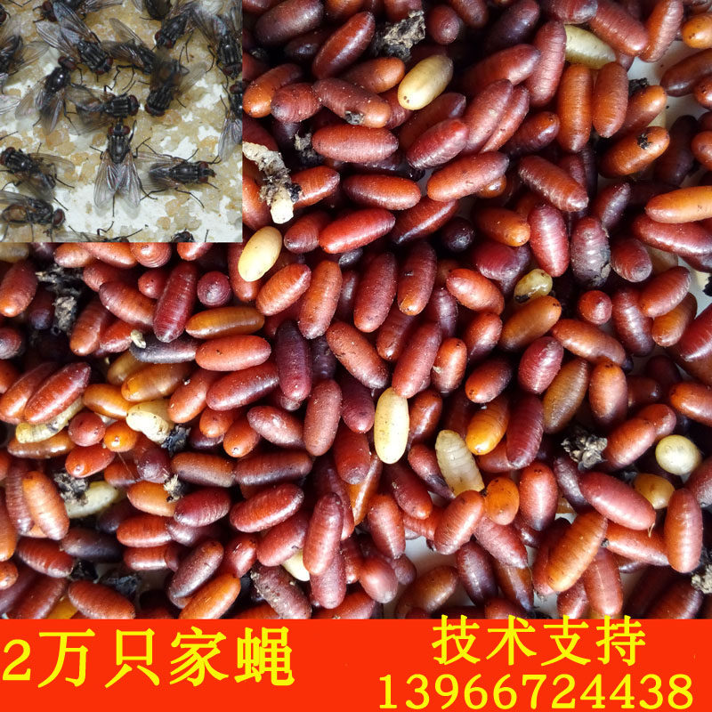  Housefly Fly Species Fly Maggot Species Fry Engineering Fly Home Fly Pupa Fly Breeding twenty thousand Garage