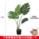 [85厘米带须4叶龟背连盆送篮]
