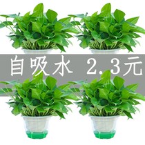 Green potted indoor plants absorbing formaldehyde hydroponic flowers water raising long Vine green planting lazy people automatically absorb large green basket