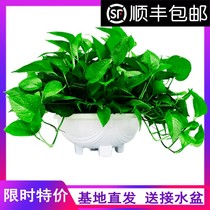 Big leaf big pot Green rose large potted plant indoor hanging long vine hanging four seasons living room hanging wall in addition to formaldehyde green basket