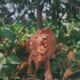 High-Quality Wild Animal Models, Realistic Rhino Figurines, Lion and Tiger Park Animal World Figures, Black Panther, Siberian Tiger