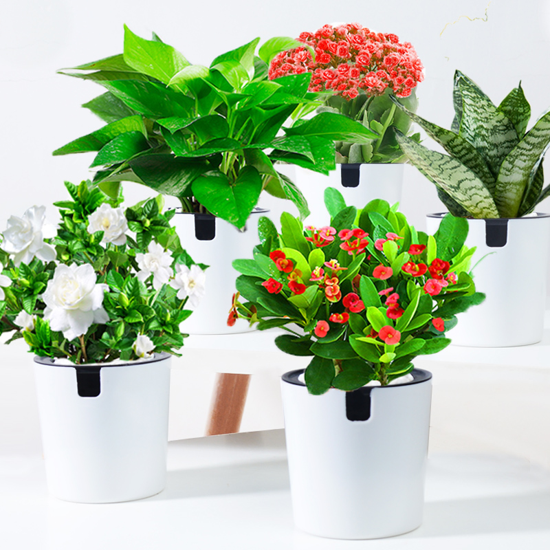 发财树绿萝室内花卉吊兰办公室桌面小绿植茉莉花盆栽水培多肉植物 实用礼物推荐 始料不及礼物网