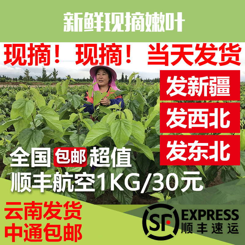 SF Express now picks fresh mulberry leaf size silkworm baby food natural ration farmer's mulberry leaf