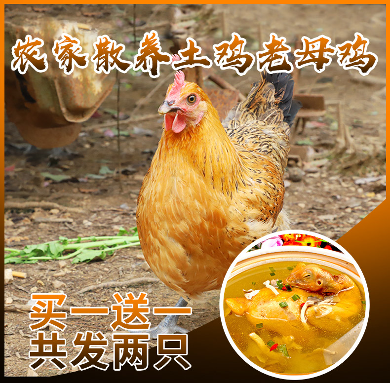 正宗散养农家土鸡 2斤*2只 图1