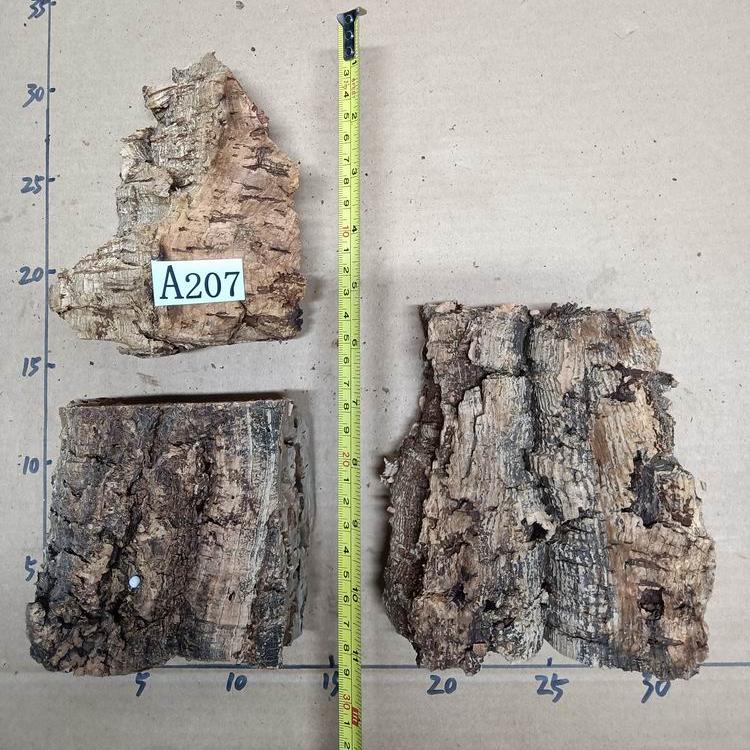 The Size of a Palm, Portuguese Cork, Each Item Is Photographed Individually, Miniature Orchid Plant, Updated Every 6-11 Days