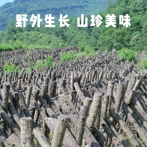 Сухие грибы 250G Выбраны морские дерева свежие сушеные грибы шиитаке с большими грибами грибы