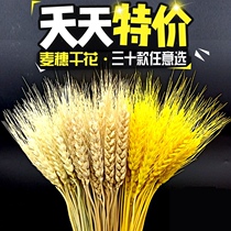 Kindergarten Cyclotron Material Autumn Themed Wall Harvest Festival Props Decoration Five Valleys Fonden Grocery Swing Pieces Full Of Stars