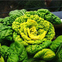 Huainan vegetable research yellow heart Black vegetable balcony Datian spring and autumn winter cold black heart Black vegetable seeds high yield and easy sowing