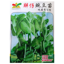 Fat sprouts vegetable seedlings non-GMO seeds Four Seasons sowing fast growth pea seedlings cold-resistant and high-yield