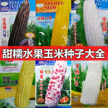 Sweet fruit corn seed spring and autumn sowing field fruit and vegetable seeds black yellow white double color waxy corn big stick high yield