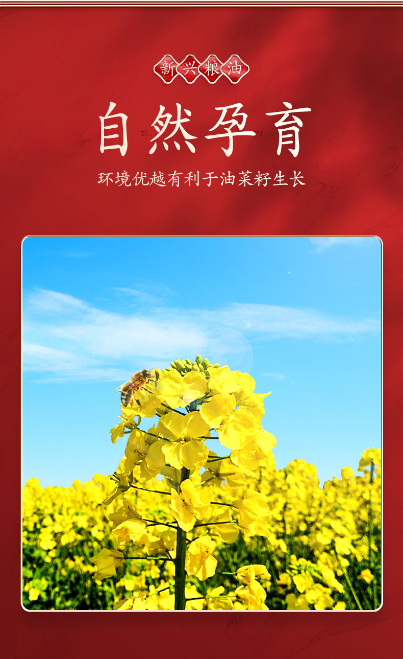 新兴粮油 浓香压榨 非转基因菜籽油 4.68L 图4