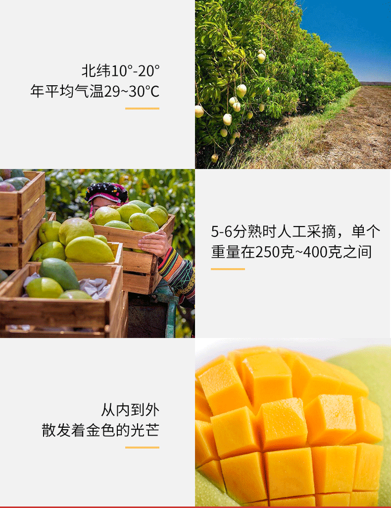 山野里 酸甜爽口 芒果干100g*3袋 图4