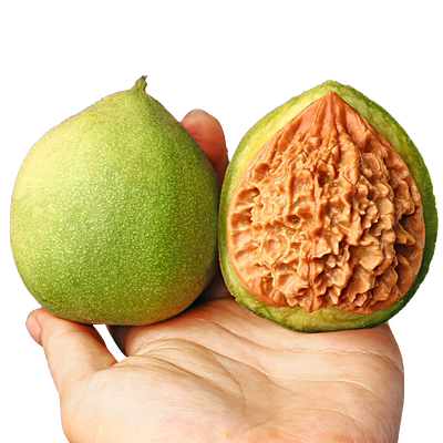 王勇四座楼白狮子虎头青皮