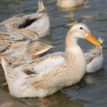 Honghu free-range old shelduck, freshly killed and frozen, lean and firm, fresh duck meat, authentic shelduck, native duck