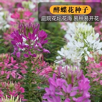 300 капсулы пьяных цветов бабочки+удобрения [купить 2 получить 1 Get 1]