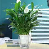 Растения в горшках с белыми пальмами просты в жизни и в них легко плавать. Гидропонные растения в офисе. Цветы и зеленые растения. Цветы антуриума выращиваются на гидропонике и цветут в любое время года. 𫔭Цветы