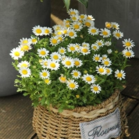 500 капсул Bai Jingja+удобрения [купить 2 Get 1 Get 1]