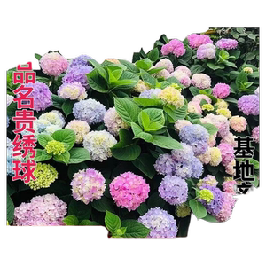 绣球花苗无尽夏四季开花花手鞠盆栽带花庭院花卉室内植物花带花苞