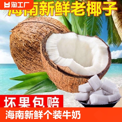 Hainan Old Coconut Fresh 6 Установленные кокосовое молоко молоко молоко кокосовое кокосовое кокосовое кокосовое ореш