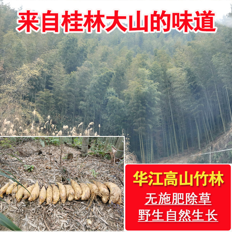 新鲜冬笋从桂林直发,如何挑选优质5斤装鲜竹笋?-竹笋-淘宝百科网