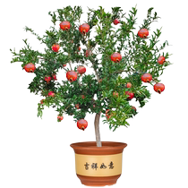 Pomegranate tree saplings Tunisian soft seed pomegranate seedlings potted courtyard fruit trees extra large soilless seedless sweet pomegranate planting