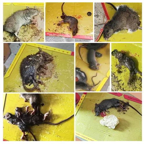 Наклейка на мыши сильная липкая пластина мыши с большими мышиными спецэффектами, ловца, ловца, зажима мыши, мышиная клетка для мыши, проверенная звезда мыши