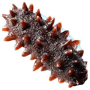 海参即食鲜活野生辽刺参干货海生叁孕妇500g特价单个装大连瓦房店